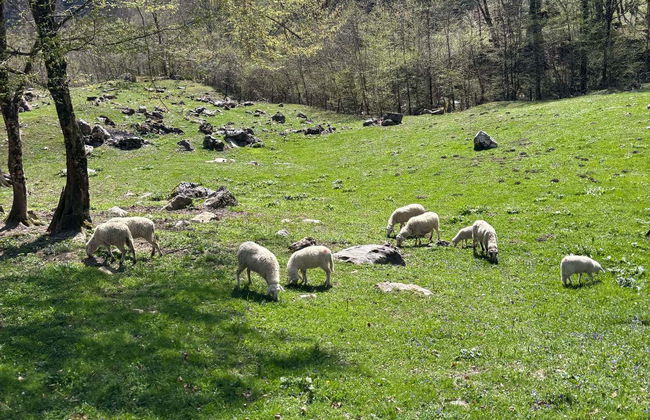 Soča Valley Day Trip - Photo 8