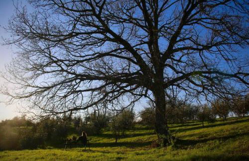 La Casina della Quercia, Your Tuscan Oak Tree House - Foto 21