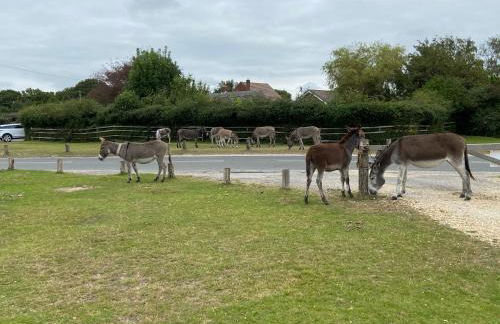 Thatch Cottage, East Boldre nr Beaulieu and Lymington - Foto 27