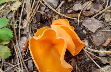 Pallas Casa - Photo 50