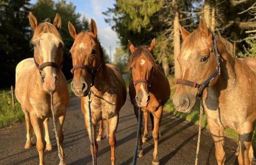 Landhaus Isolde - Foto 14