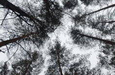 KURNIK - Domek pod lasem - Foto 28