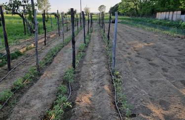 Agriturismo - La capra amaltea - Foto 41