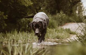 Ferienhaus TierbachLodge - Foto 7