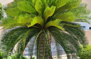 Lambou Beach Sunset - Foto 36