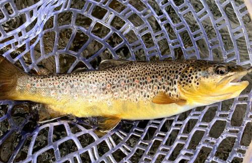 Beaver Creek, Avon condo, walk to ski shuttle - on the Eagle River - Foto 11