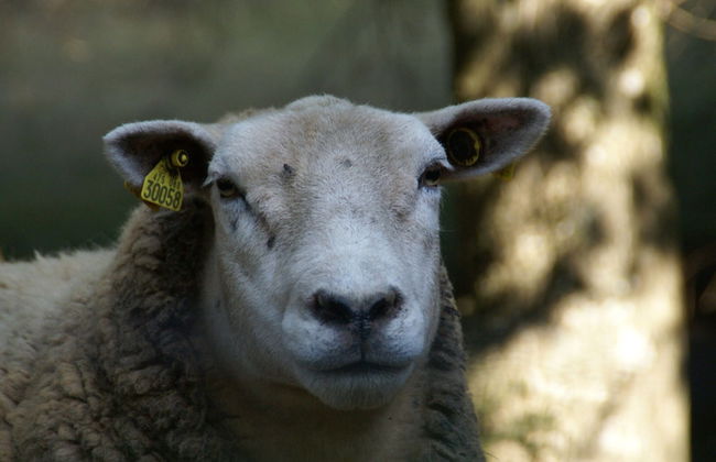 Beautiful Apartment in La Bresse Near Ski Area - Photo 55