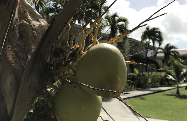 Dickenson Bay Oasis Antigua Village - Foto 46