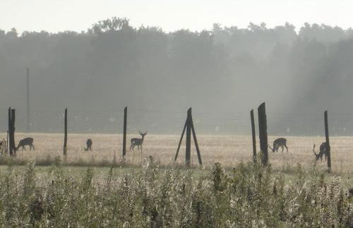 Ferienwohnung 1 im Landhaus am Wildpark Boek - Foto 33