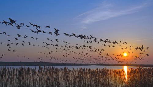 Vogelzug, Ferienwohnung für 4 Persoen - Erwachsene oder Kinder - in DE FEERJENHUSEN am Haubarg von Vollerwiek, Fertigstellung April 2020 - Foto 5