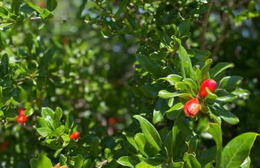 Quinta da Layla - Photo 51