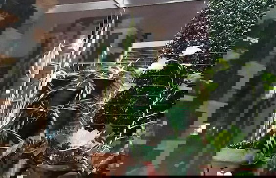 One Palm Tree Villas Classy Condotel - Foto 17