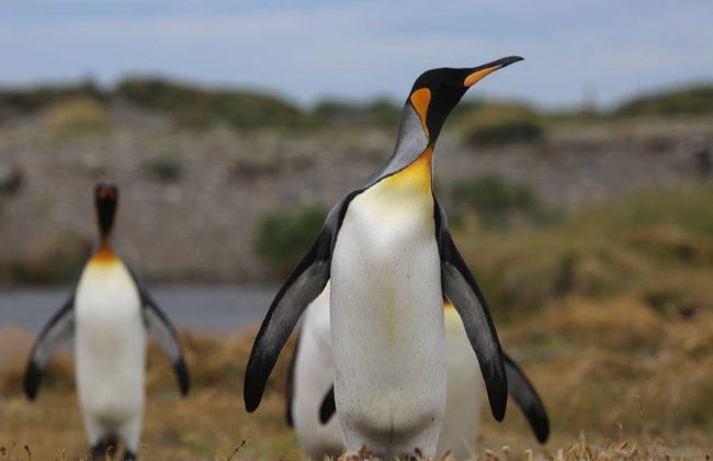Traghetto andata e ritorno per l'isola di Tierra Del Fuego - Escursione di un'intera giornata - Foto 7