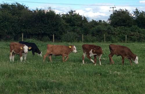 Coed Bach Suite - Foto 13