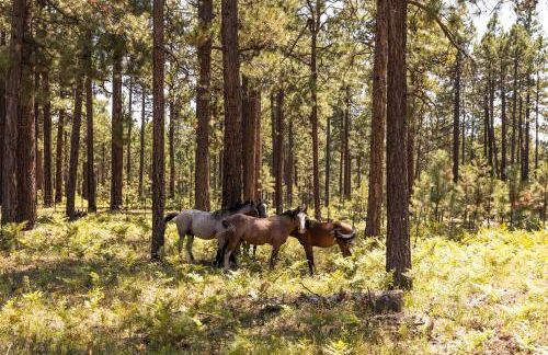 Whispering Hollow Lodge on Greer Main St! - Foto 43