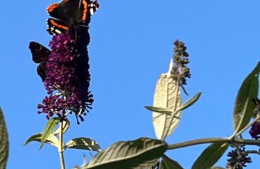 Wald & Wiesen Apartment im Bergischen Land - Urlaub, Köln, Messe & Geschäftsreise - Foto 31