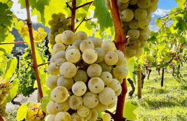 Gemütliche Wohnung in Ortsrandlage - Photo 12