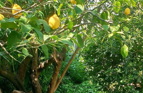 QUIET HOUSE GARDEN NAPLES-POMPEI-SORRENTO - Foto 17