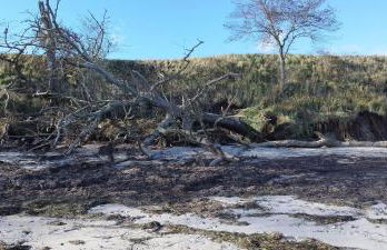 Seemöwe 1 - Foto 25