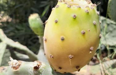 Appartamento del conte - Foto 23