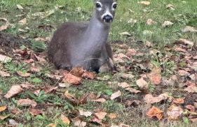 Rina's yellow house - Foto 17