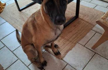 Les Malous - Foto 49