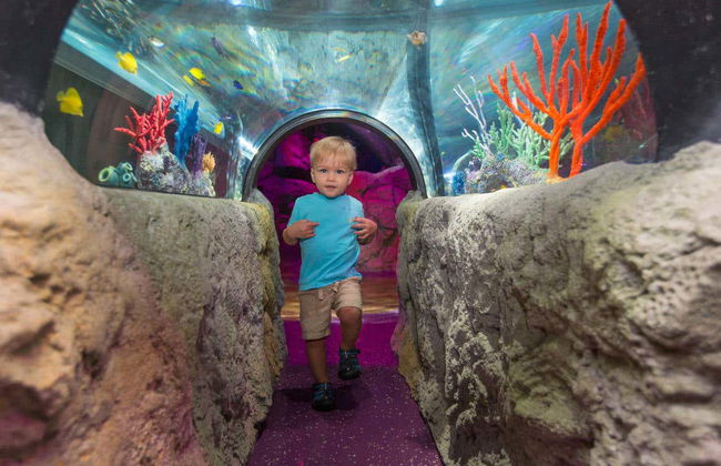 Billet pour SEA LIFE® Orlando - Photo 5