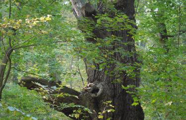 Agroturystyka Polana Harmonii - Foto 38