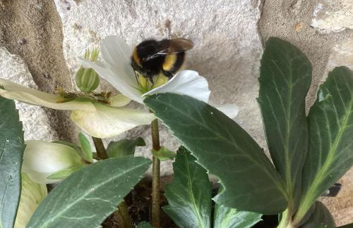 Forest Heath Holidays - The Nook - Foto 11