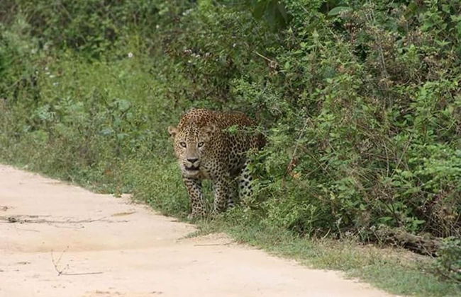 Nature Park Udawalawe - Foto 28