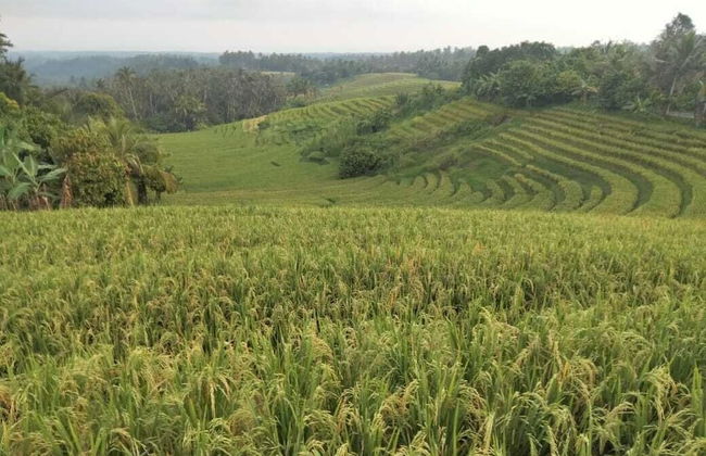 Balitrees Retreats - Foto 7