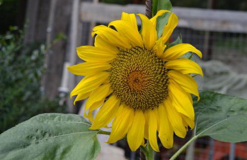 Gruberhof - Photo 10