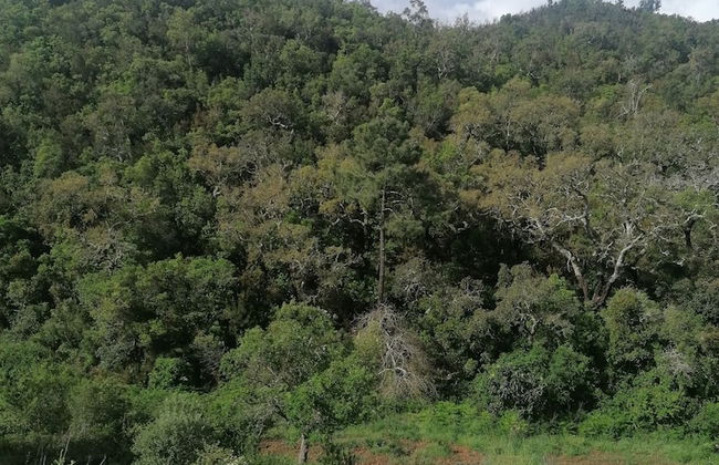 The Farm, Maria Serrao Aljezur - Foto 12