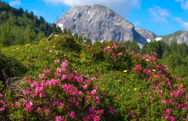 Steindlwald - Foto 10