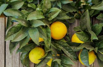 SereneScape Villa - Fernão Ferro - Foto 58