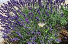 Vila Zagora - Foto 76