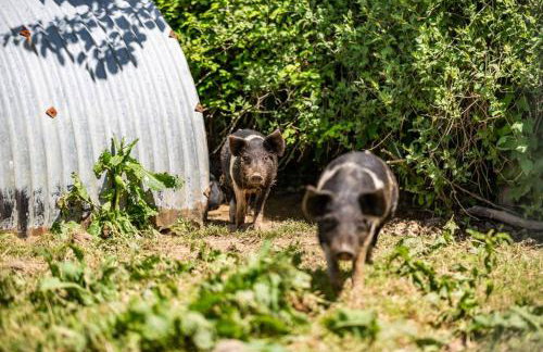 Gardeners Cottage - Photo 11