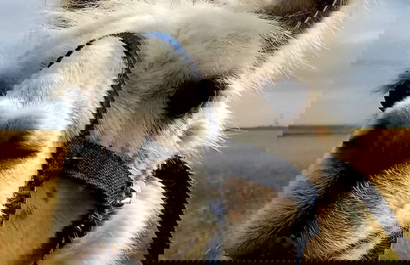 Llama-stay at Spooky Tooth Ranch – Mtn Views!! - Foto 22