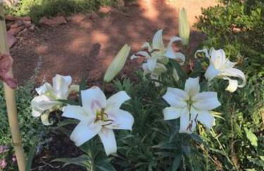 Red Rock Escape - Cozy King Bed Studio & Gardens, Trails, Views, Red Rock Pass - Foto 50