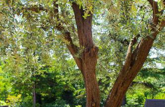 Agriturismo Biologico Villa Rosa - Photo 31