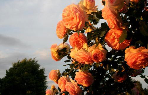 Agriturismo Argaland - Photo 156