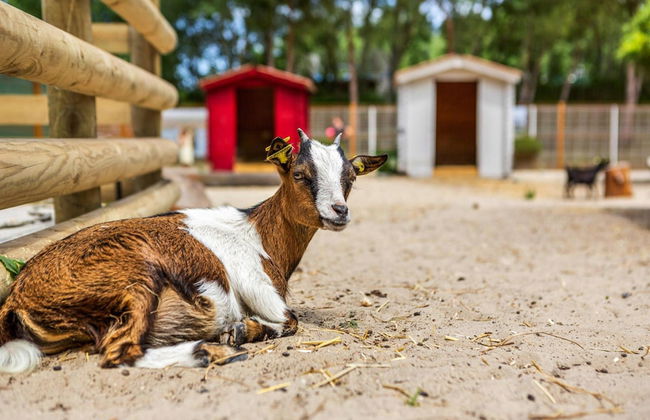 Holiday Village Belle Dune, Fort-mahon-plage - Photo 21