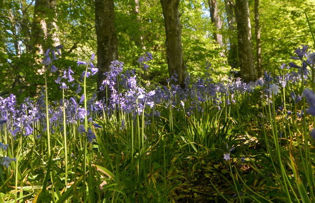 Netherton Farm Lodge - Foto 45