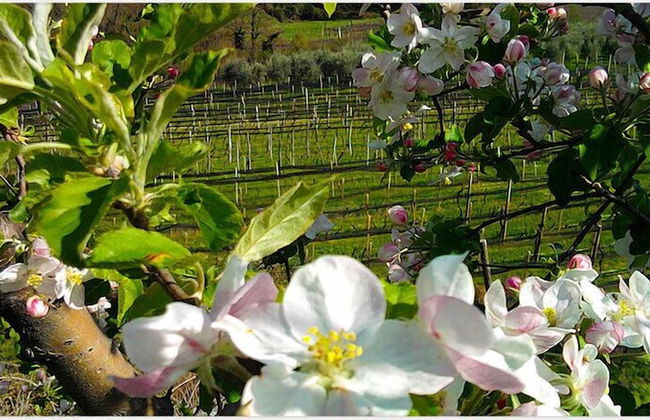 Agriturismo Al Vecchio Portico - Photo 76