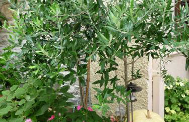 Katerina Apartments - Photo 18