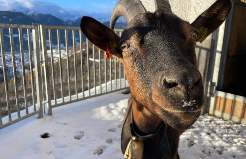 Schallerhof Sterzing - Deine Auszeit mit Ausblick in unseren Ferienwohnungen auf dem Bergbauernhof in Südtirol - Foto 26