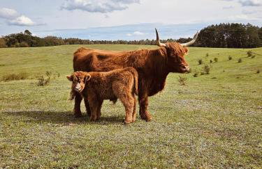 Krovacja - całoroczne domki w Puszczy Noteckiej - Foto 2