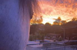 Pferdegut Falkenberg Ferienwohnung - Foto 8