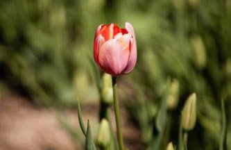 Zeusplace Magic Pool Villa - Foto 25