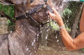 El Racó dels Mussols 1 - Foto 22